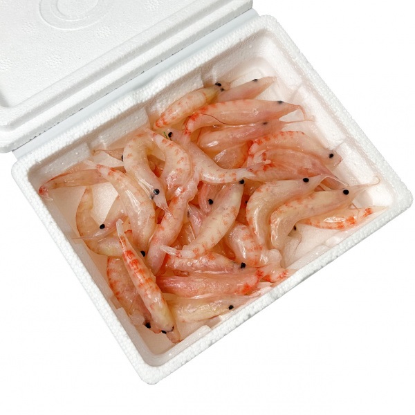 【店頭販売限定品】ケイムラコーティング厳選オキアミ（冷凍）